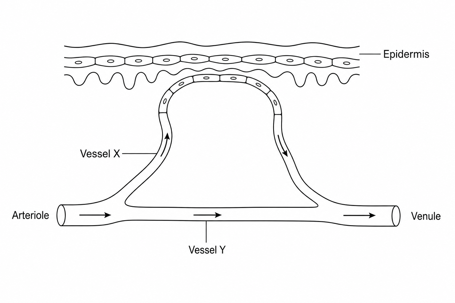 Skin Blood Flow