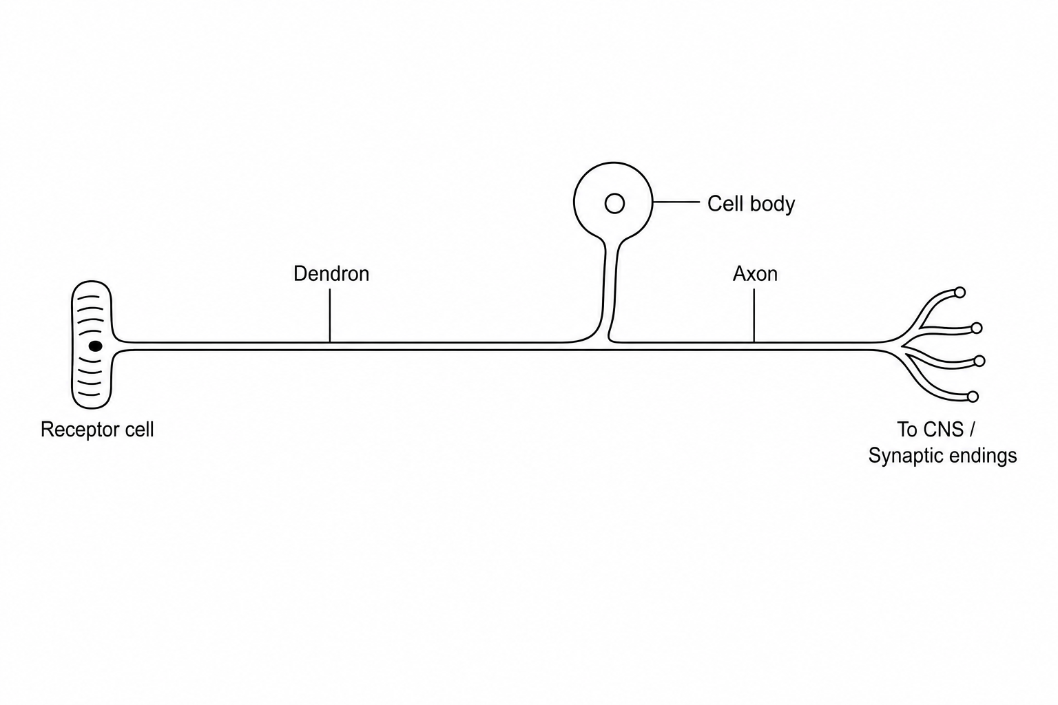 A diagram of a sensory neurone. On the far left, there is a receptor cell. A long dendron extends from the receptor to a cell body that is positioned on a side-branch. From this junction, an axon continues to the far right, terminating at synaptic endings that connect to the central nervous system (CNS).