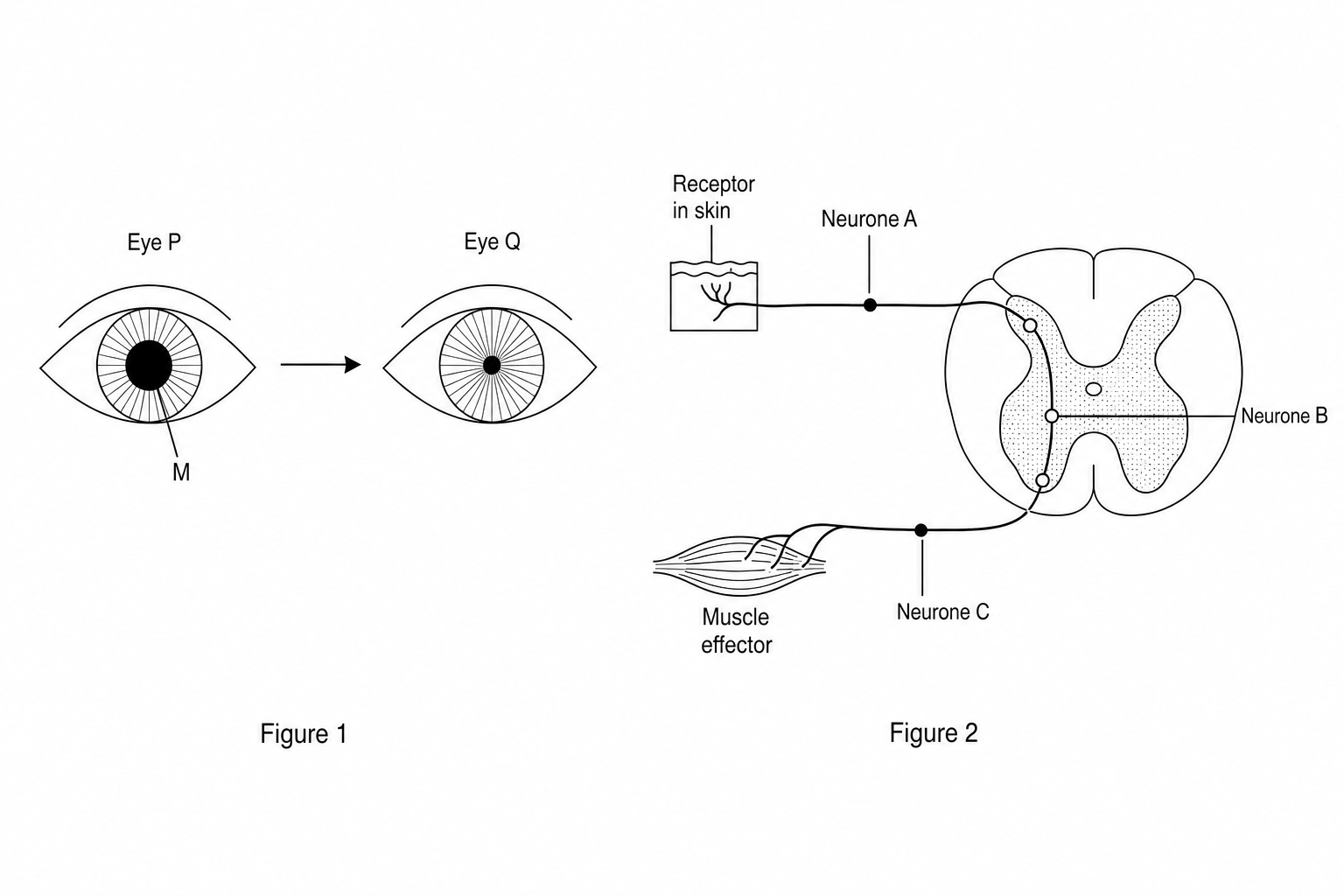 Figure 1 and Figure 2