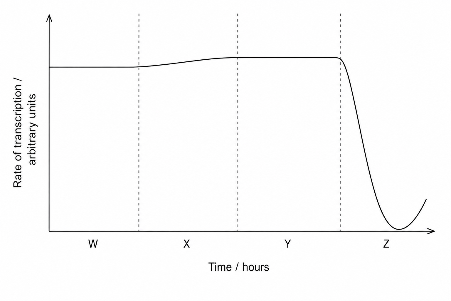 Rate of transcription over a single cell cycle