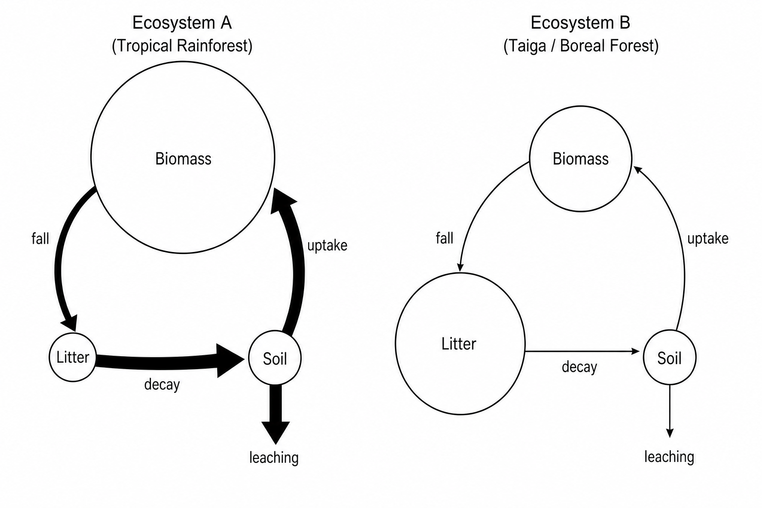 Figure 7: Two simplified Gersmehl nutrient cycle diagrams. Diagram A (Tropical Rainforest) features a very large Biomass circle, a tiny Litter circle, and a small Soil circle. The decay arrow from Litter to Soil is extremely thick, and the uptake arrow from Soil to Biomass is also extremely thick. The leaching arrow leaving the Soil circle is large. Diagram B (Taiga/Boreal Forest) features a large Litter circle, a medium-small Biomass circle, and a small Soil circle. The decay arrow from Litter to Soil is very thin, and the uptake arrow is thin.