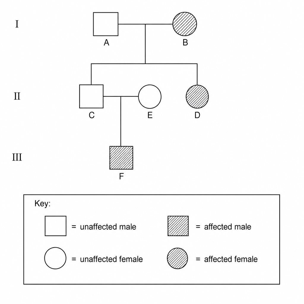 A pedigree chart showing the inheritance of albinism, an autosomal recessive condition. Circles represent females and squares represent males. Shaded shapes represent individuals affected by albinism, and unshaded shapes represent unaffected individuals. Generation I: Person A (unaffected male) and Person B (affected female) has children. Generation II: They have two children, Person C (unaffected male) and Person D (affected female). Person C is partners with Person E (unaffected female). Generation III: They have one child, Person F (affected male).