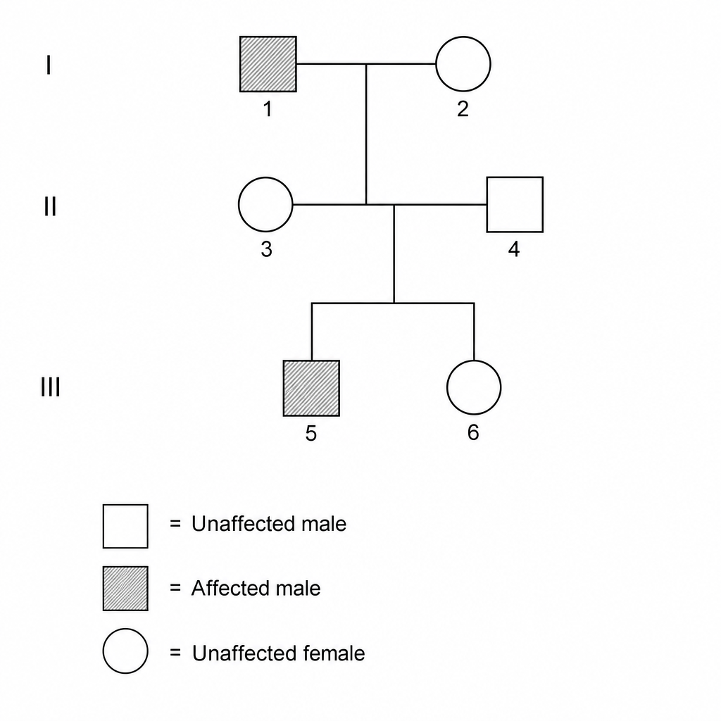 Pedigree chart showing three generations of a family inheriting hemophilia. Generation I consists of Person 1 (male with hemophilia, represented by a shaded square) and Person 2 (unaffected female, represented by an unshaded circle). They have a daughter, Person 3 (unaffected female, represented by an unshaded circle). Person 3 partners with Person 4 (unaffected male, represented by an unshaded square). Generation III consists of their children: Person 5 (male with hemophilia, represented by a shaded square) and Person 6 (unaffected female, represented by an unshaded circle).