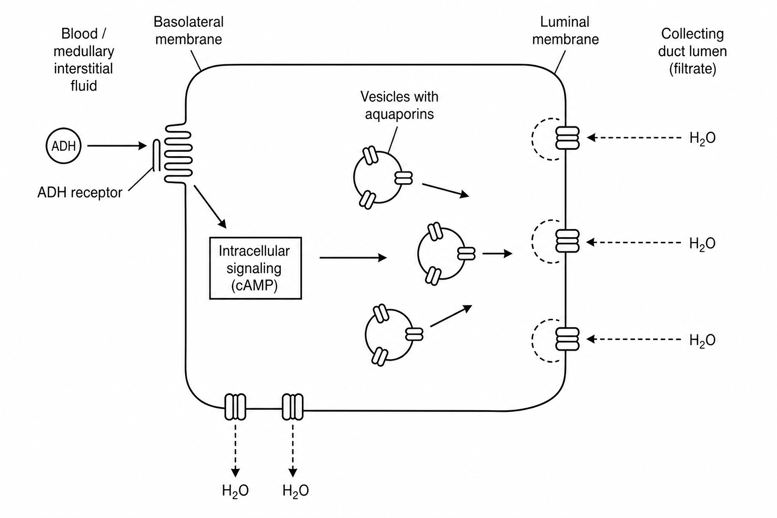 Cellular mechanism of ADH action