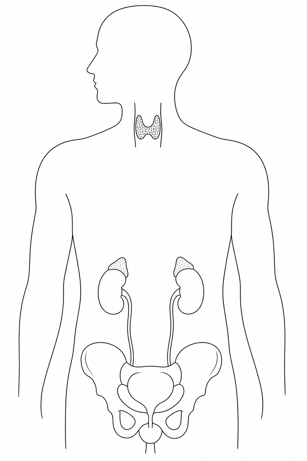 Figure 1: A silhouette outline of the human upper and lower torso, indicating the locations of major endocrine glands. The outline includes the thyroid region in the neck, two bean-shaped kidneys in the abdominal region with small triangular cap-like structures sitting on top of each kidney, and the lower pelvic region.