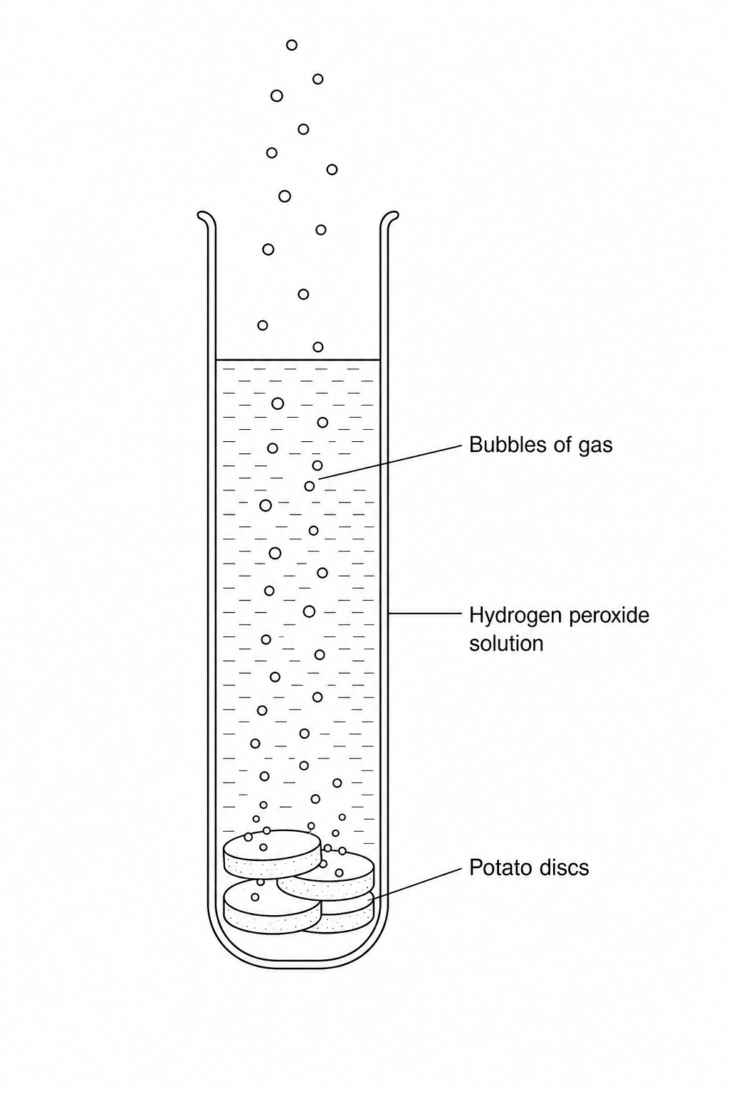 Figure 1: An open test tube containing hydrogen peroxide solution with several potato discs at the bottom. Bubbles are shown rising through the solution and escaping into the atmosphere. No stopper or collection apparatus is present.