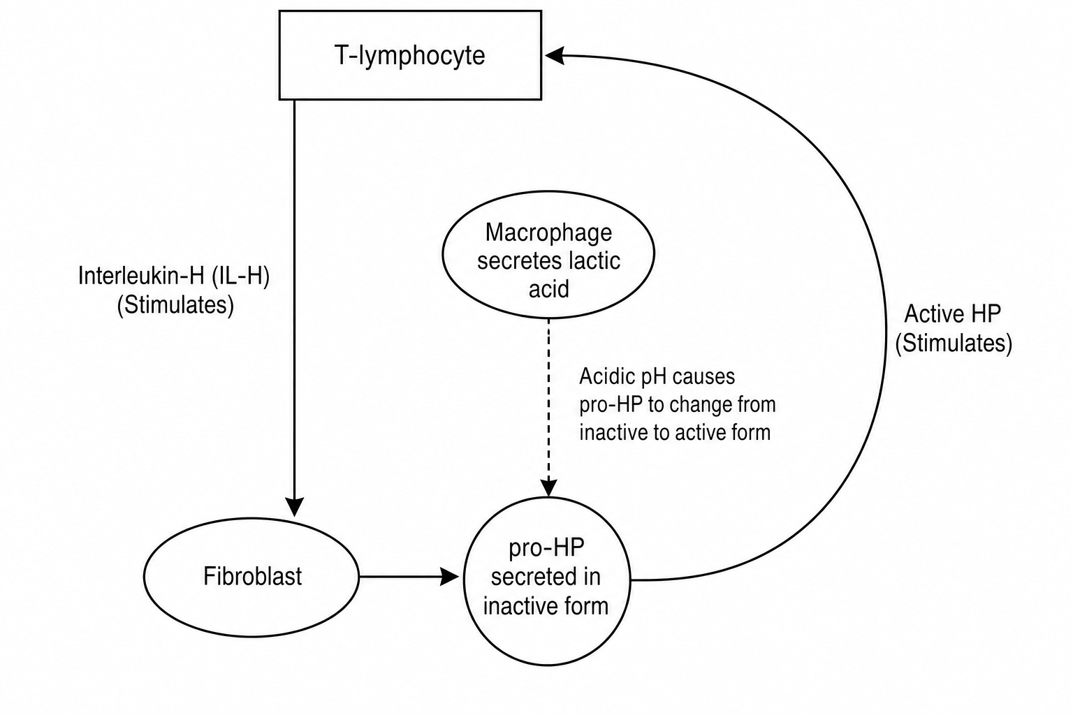 A schematic flowchart showing a positive feedback loop.