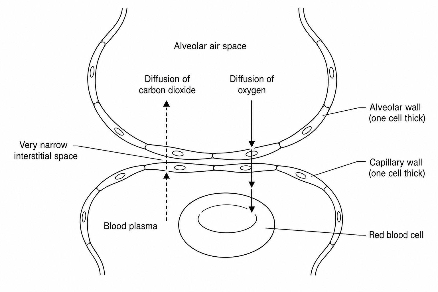 Cross-section of an alveolus adjacent to a blood capillary. The diagram highlights the extremely thin pathway between the air space inside the alveolus and the blood inside the capillary. Arrows indicate oxygen molecules moving from the air space, through the one-cell-thick alveolar wall, across the tiny interstitial gap, and through the one-cell-thick capillary wall into the blood plasma and red blood cells. Another set of arrows shows carbon dioxide moving in the opposite direction.