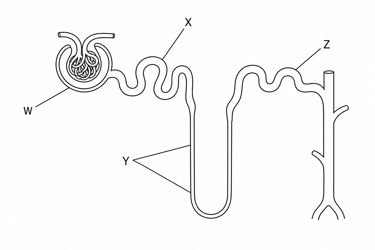Nephron diagram