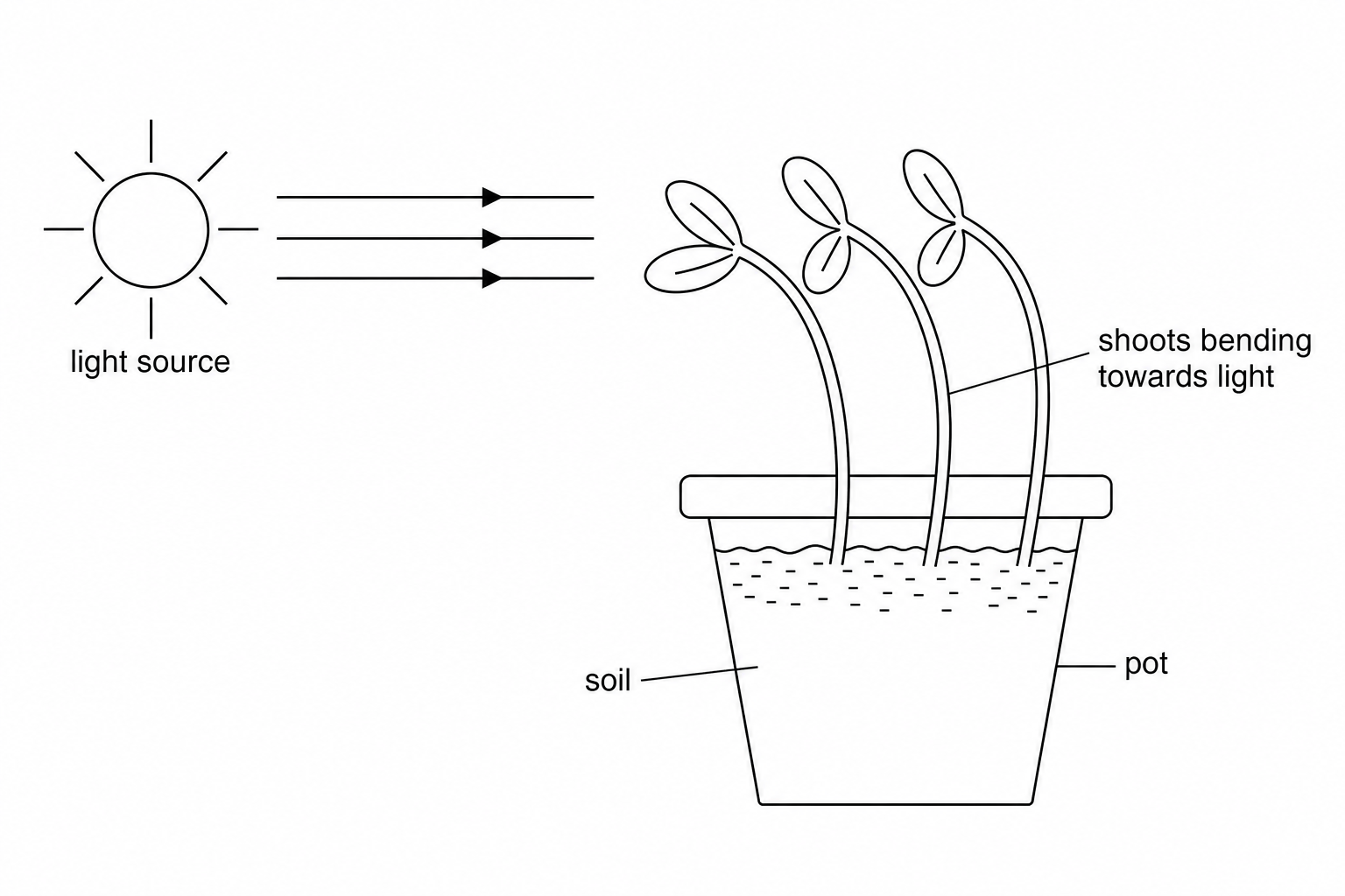 A diagram showing a pot of young sunflower seedlings. A light source is shown on the left side, emitting light rays towards the seedlings. The shoots of the seedlings are shown bending towards the light source.