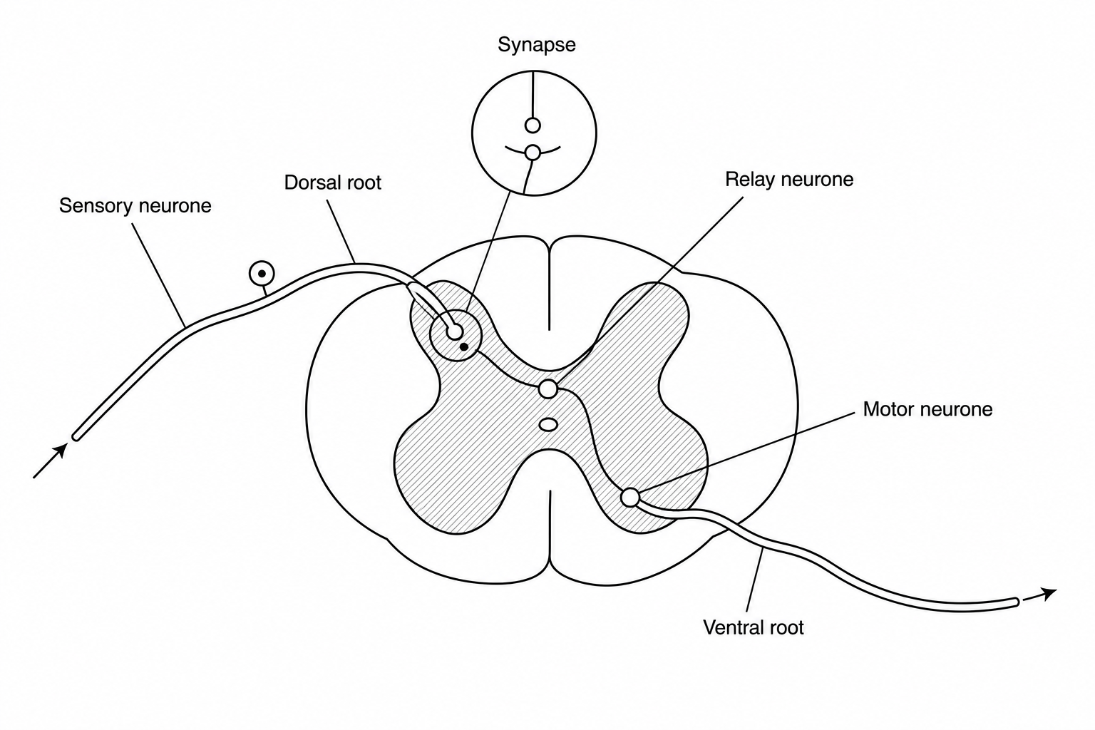 Diagram showing a cross-section of the spinal cord in a reflex arc. A sensory neurone enters the spinal cord and connects to a relay neurone. The connection point between the sensory neurone and the relay neurone is highlighted with a circle and labelled 'Synapse'. The relay neurone then connects to a motor neurone inside the spinal cord's grey matter.