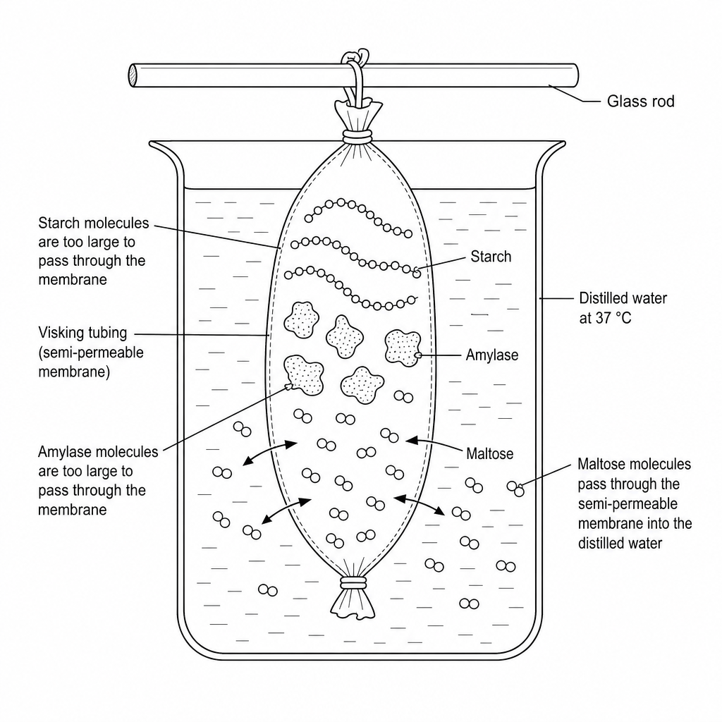 Diagram of enzyme digestion and diffusion using Visking tubing