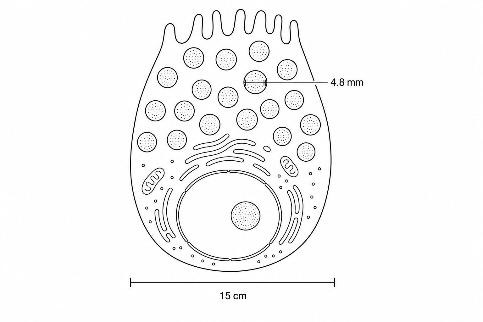 A student's scale drawing of a pancreatic acinar cell.