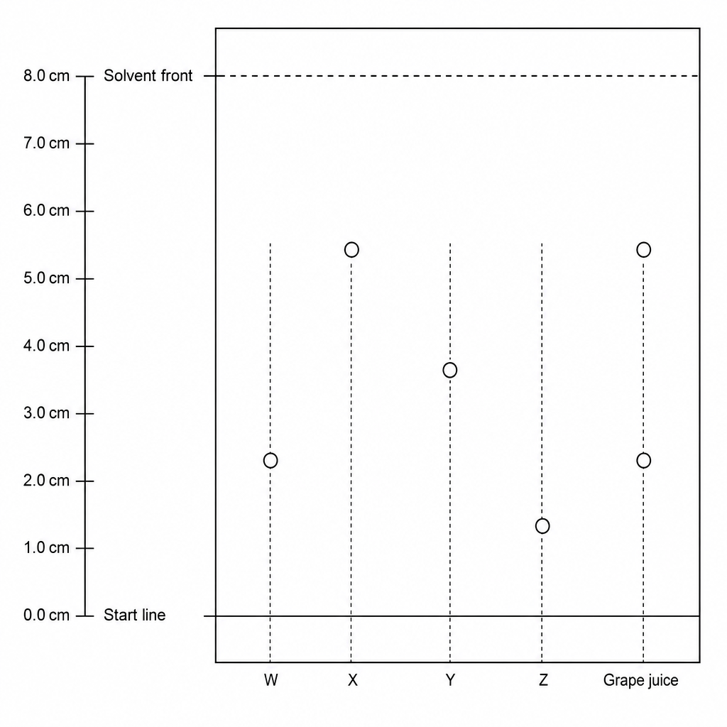 A chromatogram of a TLC plate with a vertical centimeter scale on the left. The start line is at 0.0 cm. A solvent front is at 8.0 cm. Five lanes are labeled at the bottom: W, X, Y, Z, and 'Grape juice'. Lane W has a single spot centered at 2.2 cm. Lane X has a single spot centered at 5.4 cm. Lane Y has a single spot centered at 3.6 cm. Lane Z has a single spot centered at 1.2 cm. Lane 'Grape juice' has two spots, one centered at 2.2 cm and one centered at 5.4 cm.