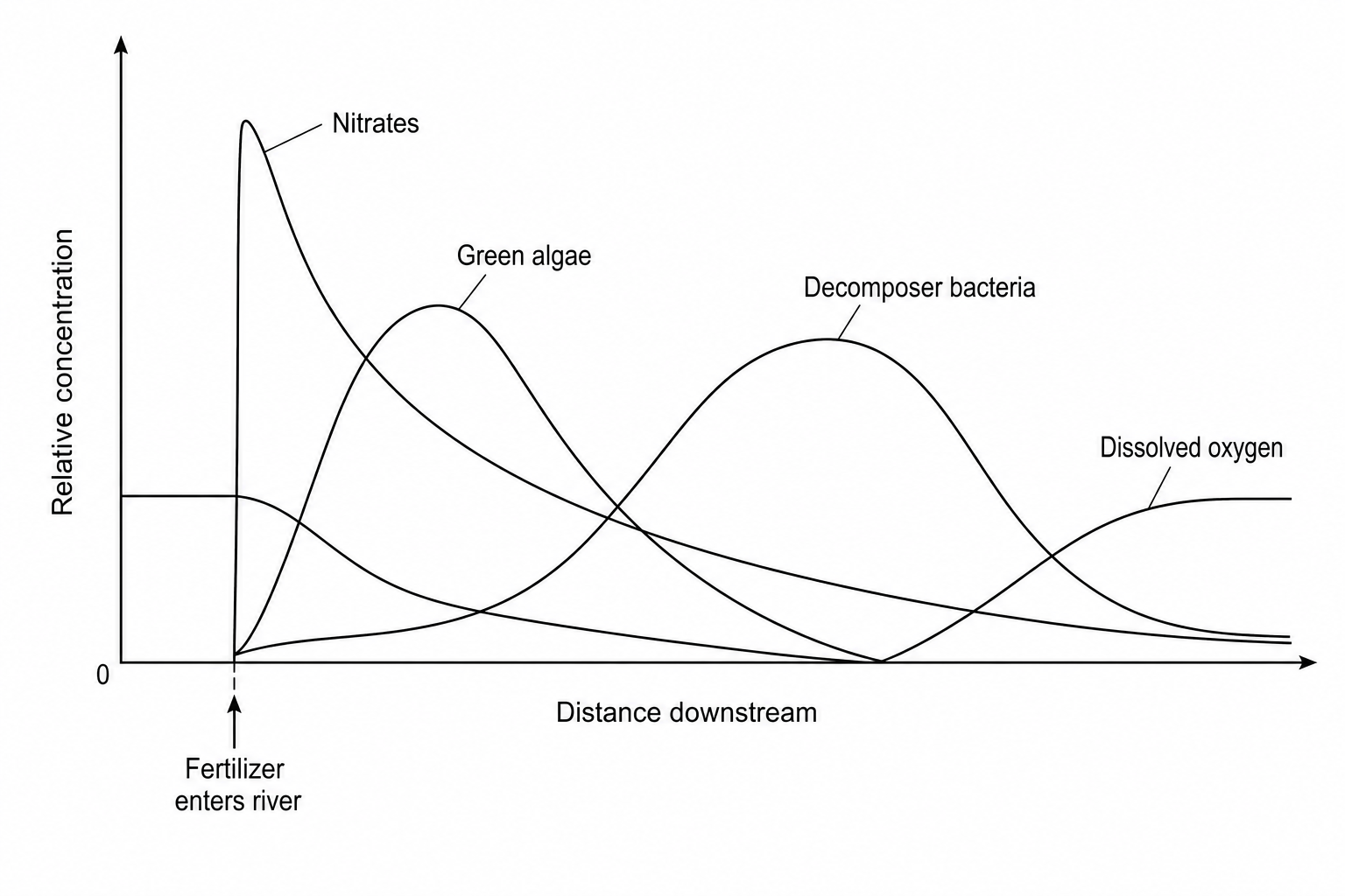 Line graph showing the relative levels of nitrates, green algae, decomposer bacteria, and dissolved oxygen in a river plotted against distance downstream. An arrow on the horizontal x-axis indicates where the 'Fertilizer enters river'. The nitrate curve spikes immediately at this point and declines. The green algae curve rises to a high peak shortly downstream, then falls. The decomposer bacteria curve starts to rise as the green algae curve falls, peaking further downstream. The dissolved oxygen curve decreases to a minimum where the bacteria curve peaks, then gradually recovers to its original level.