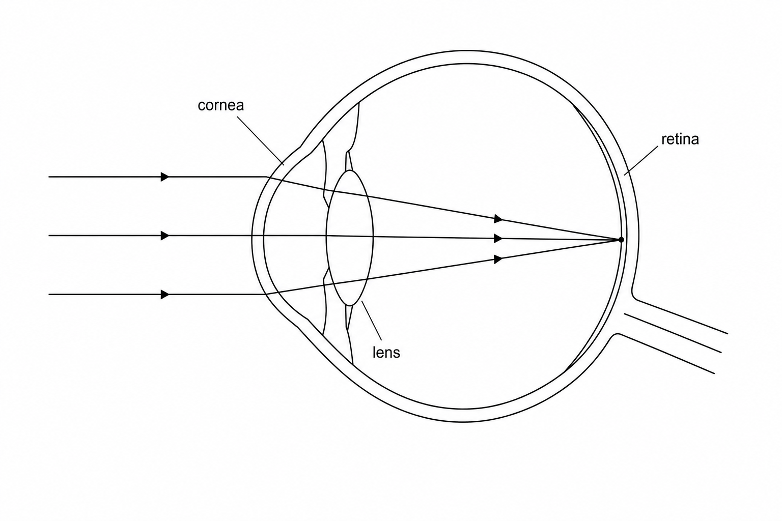 Figure 1: Diagram showing light rays originating from an object, passing through the curved cornea where they are refracted, and then passing through the lens where they bend further to converge exactly at a point on the retina at the back of the eye.
