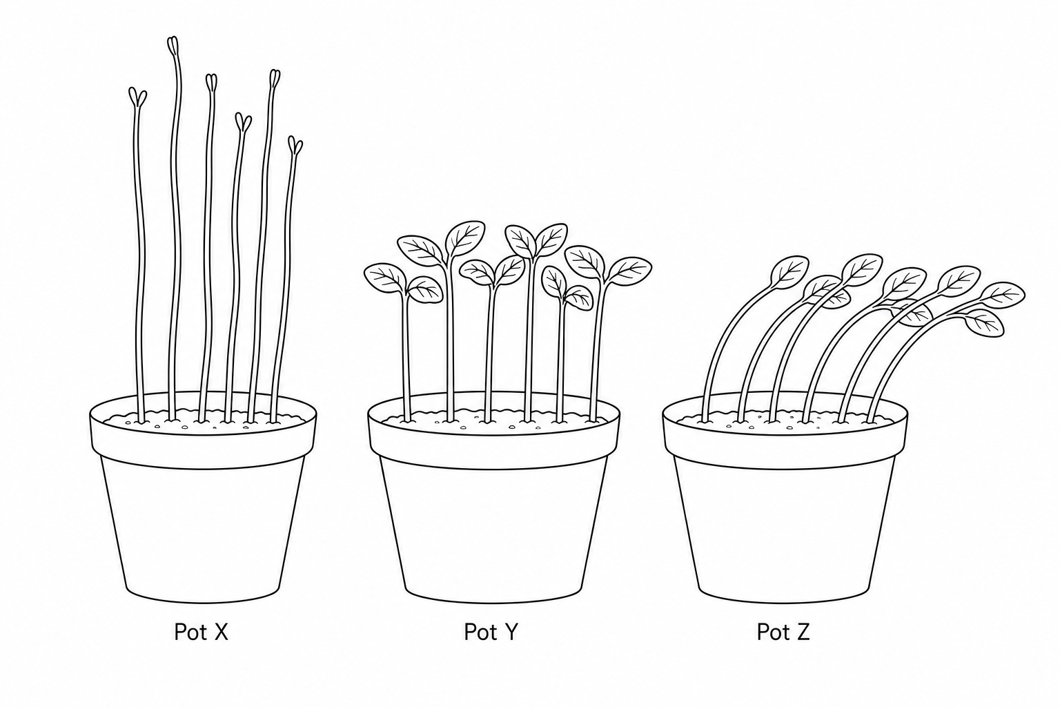 Three pots of mustard seedlings. Pot X contains very tall, pale, spindly seedlings growing straight upwards. Pot Y contains healthy, green seedlings growing straight upwards. Pot Z contains healthy, green seedlings bending significantly to the right.