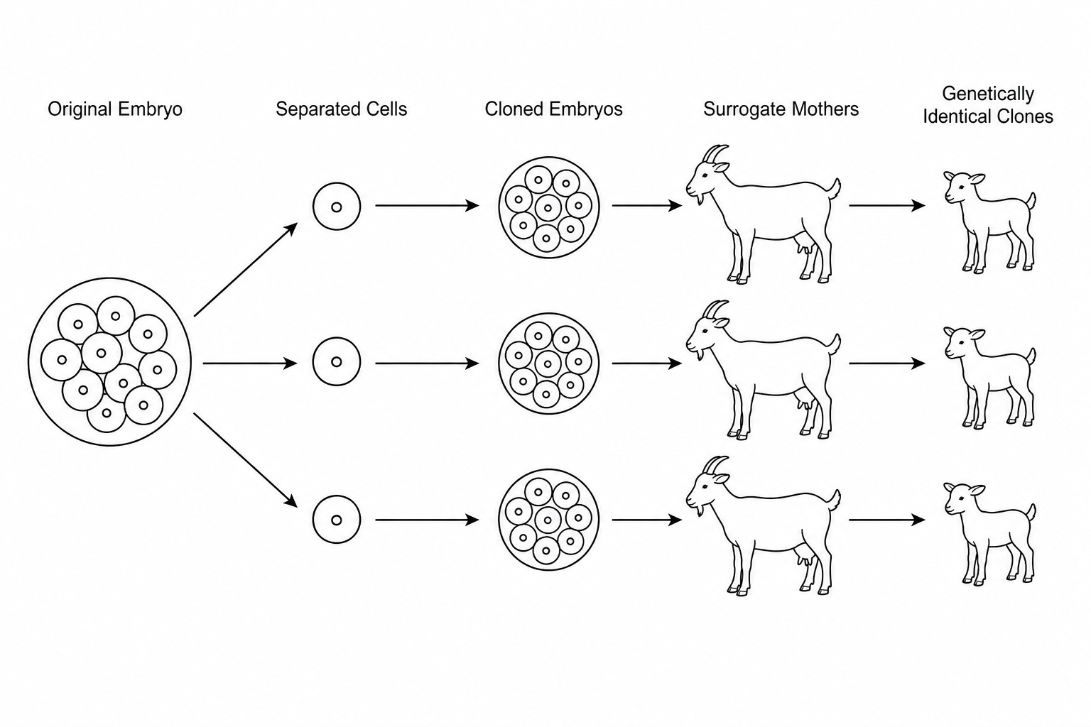 Embryo cloning in goats