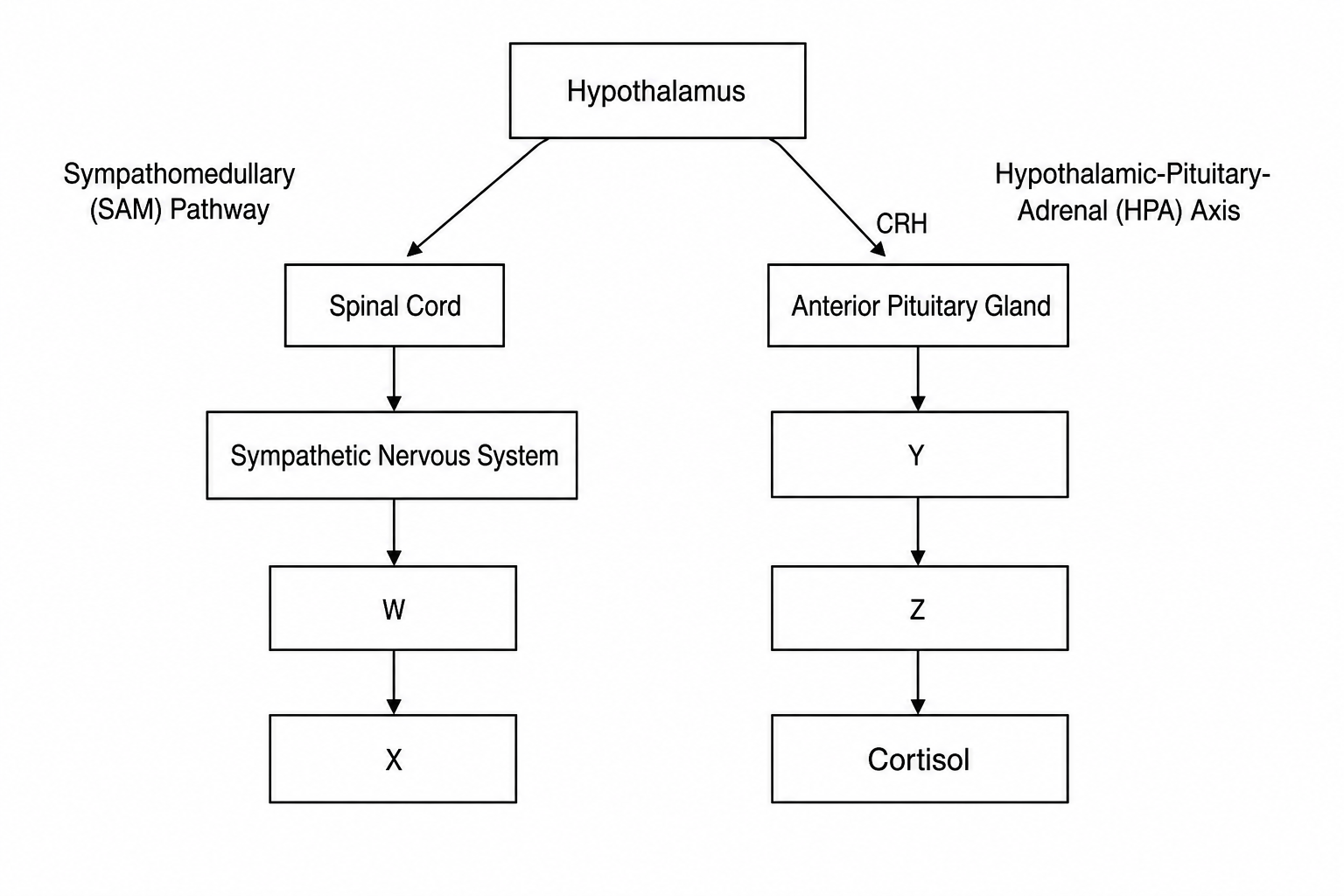 Physiology of Stress Pathways