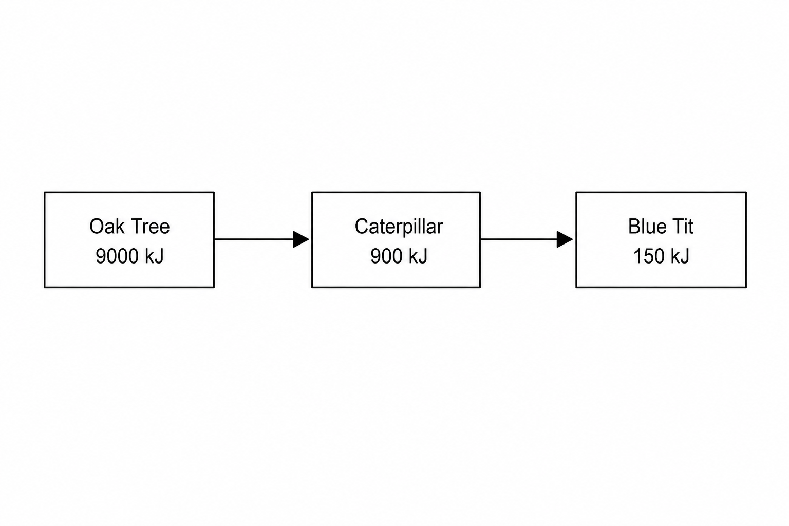 Food chain diagram
