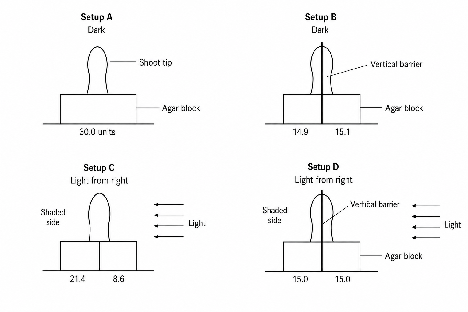 A diagram showing four experimental setups, A, B, C, and D, of shoot tips placed on agar blocks.