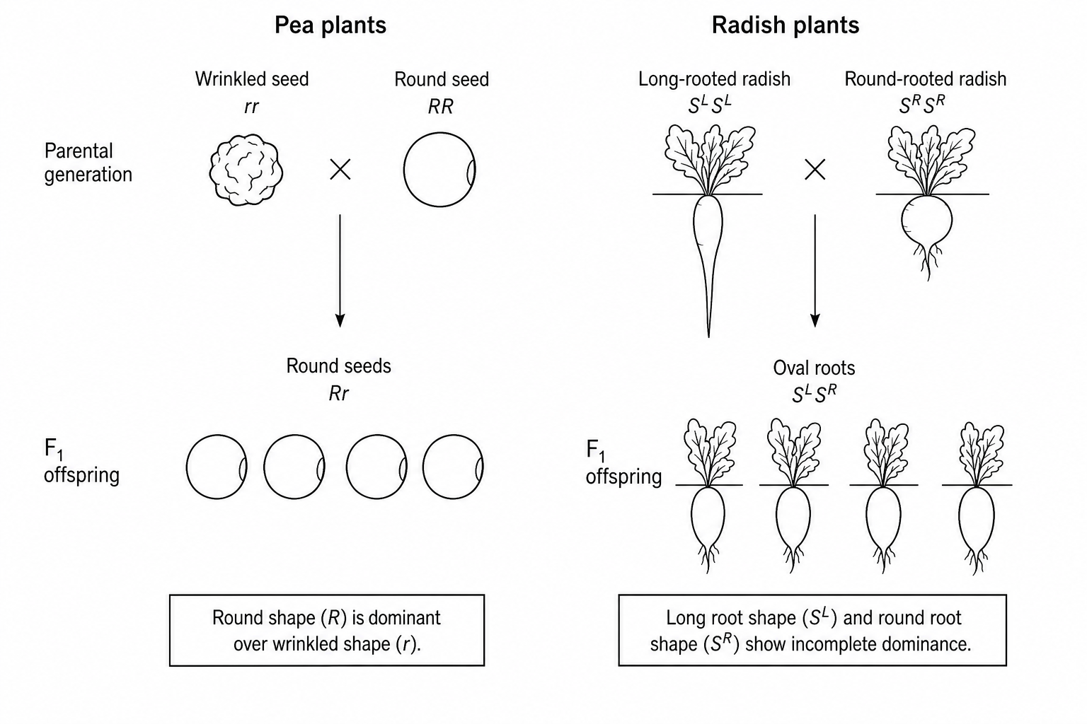 Diagram showing two genetic crosses: The left side shows pea plants. The parental generation has a wrinkled seed crossed with a round seed, and their F1 offspring all have round seeds. It is noted that round shape (R) is dominant over wrinkled shape (r), and parents are homozygous. The right side shows radish plants. The parental generation has a long-rooted radish crossed with a round-rooted radish, and their F1 offspring all have oval roots. It is noted that long shape (S^L) and round shape (S^R) show incomplete dominance, and parents are homozygous.