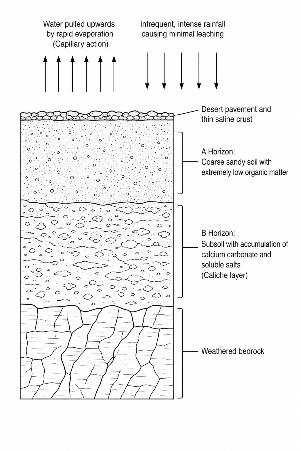 Figure 1: A scientific diagram of a hot desert soil profile showing capillary action, minimal leaching, and distinct horizons.
