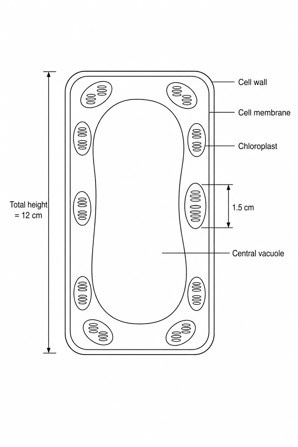 A diagram of a plant cell. The total vertical length of the cell in the diagram represents an actual length of 48 micrometres. In the drawing, the total height of the cell is 12 cm. On the right side, the height of one chloroplast is measured as 1.5 cm.