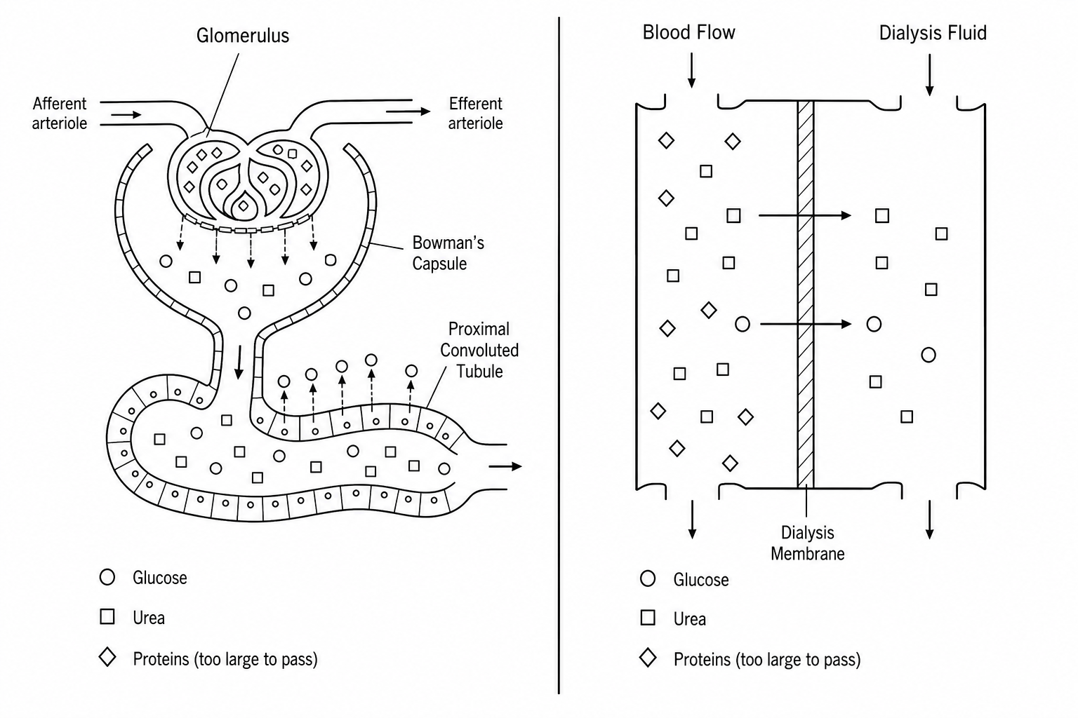 Comparison of nephron function and dialysis machine mechanisms