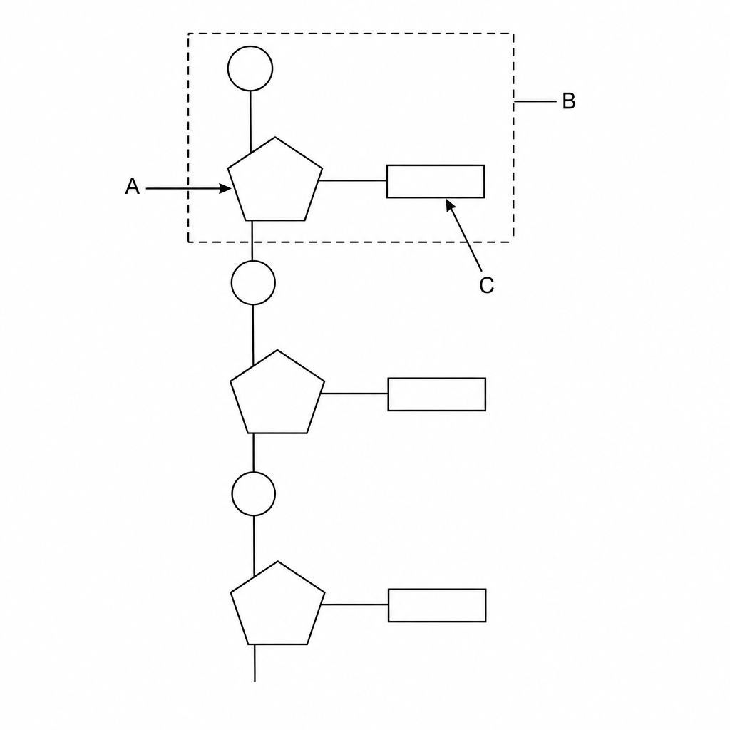 A single strand of DNA containing a chain of nucleotides. The chain has repeating sugar-phosphate backbones running vertically, where a circle represents a phosphate group, a pentagonal shape represents a sugar, and a rectangle represents a nitrogenous base. Label A points directly to one of the pentagonal sugars. A dashed boundary labeled B encloses one complete phosphate-sugar-base group. Label C points directly to one of the rectangular bases marked with a letter.