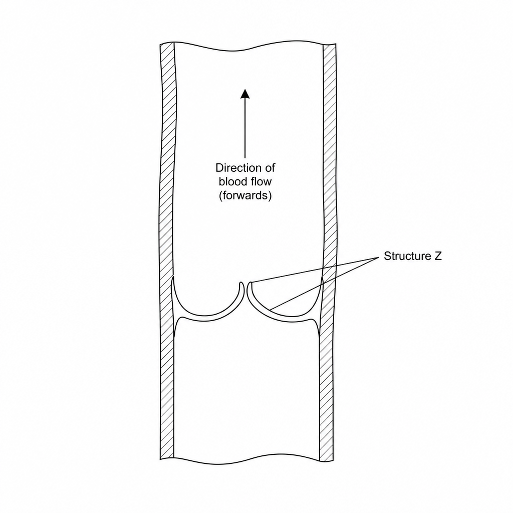 Diagram showing a longitudinal section of a vein. Inside the blood vessel, there are two thin folding flaps of tissue labeled 'Structure Z' that meet in the middle to block downward flow but open upward to allow blood to flow towards the heart.