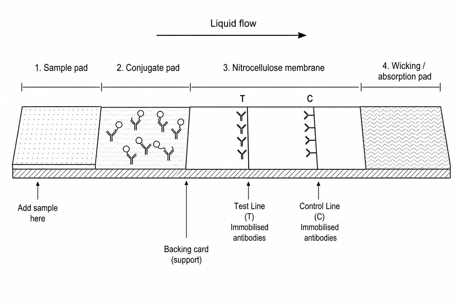 Lateral Flow Test Strip