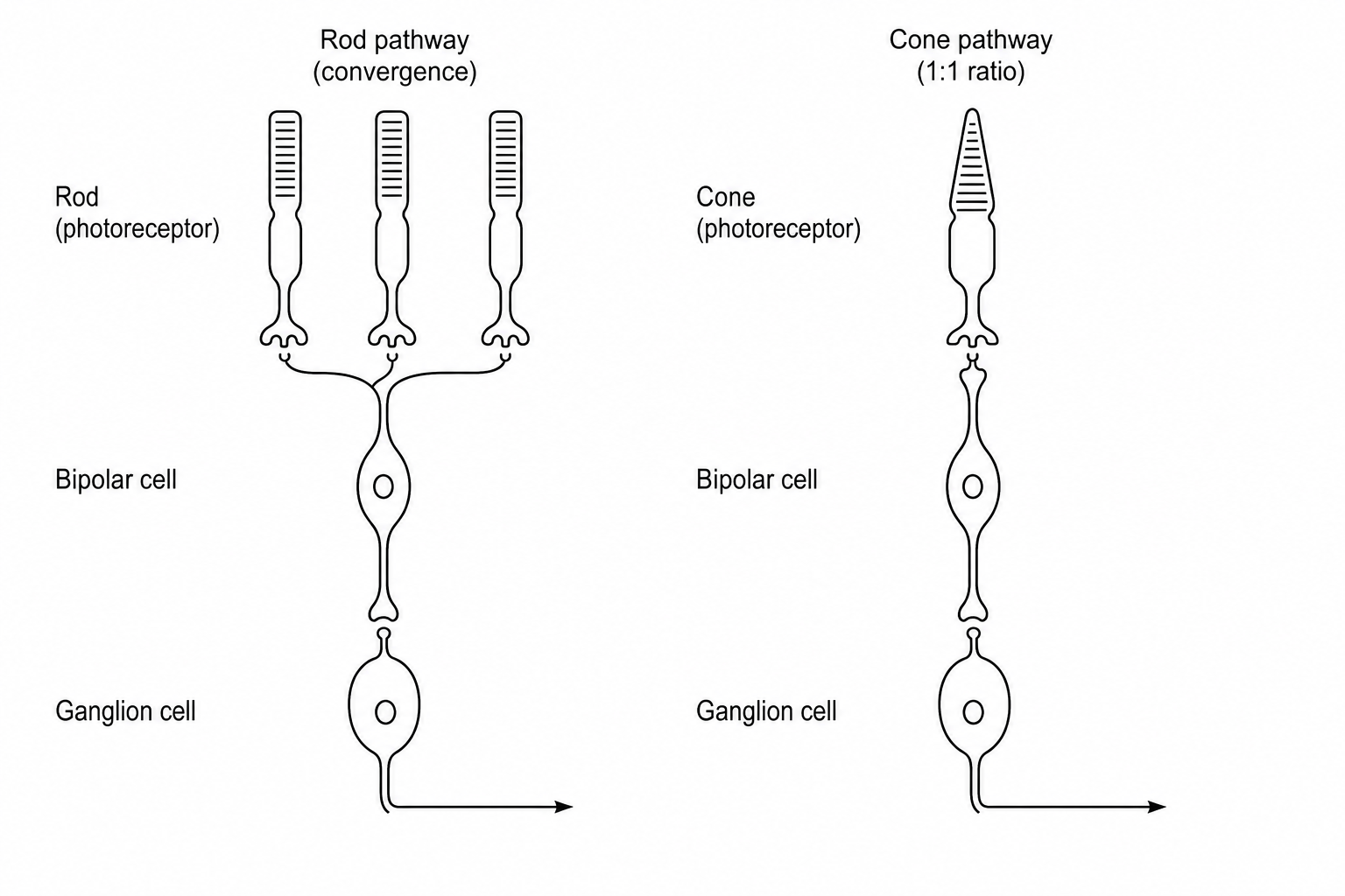 Retinal Pathways
