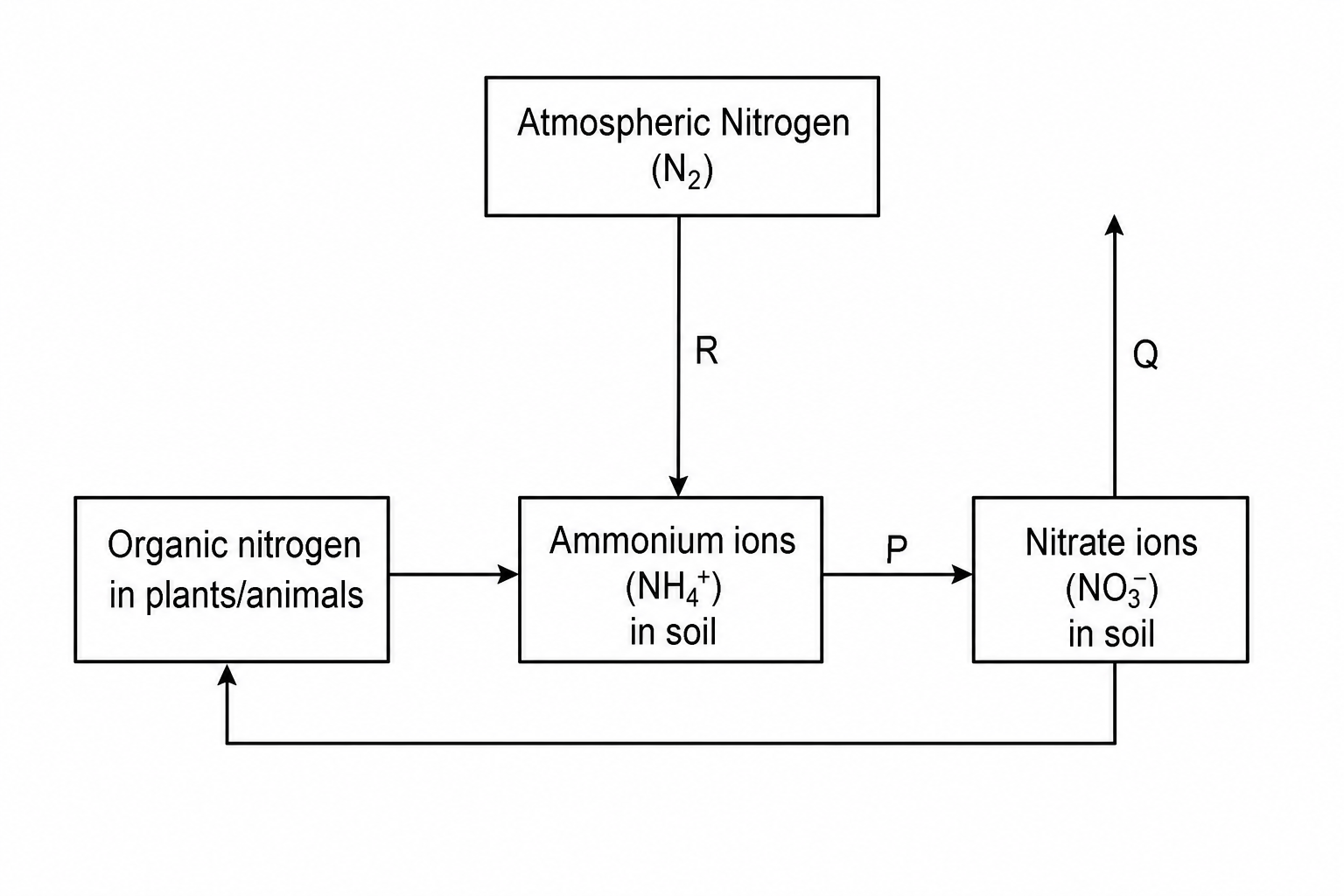 A diagram of the terrestrial nitrogen cycle with boxes for Atmospheric Nitrogen, Ammonium ions in soil, Nitrate ions in soil, and Organic nitrogen in plants/animals, with labeled arrows P, Q, and R representing key biological processes.