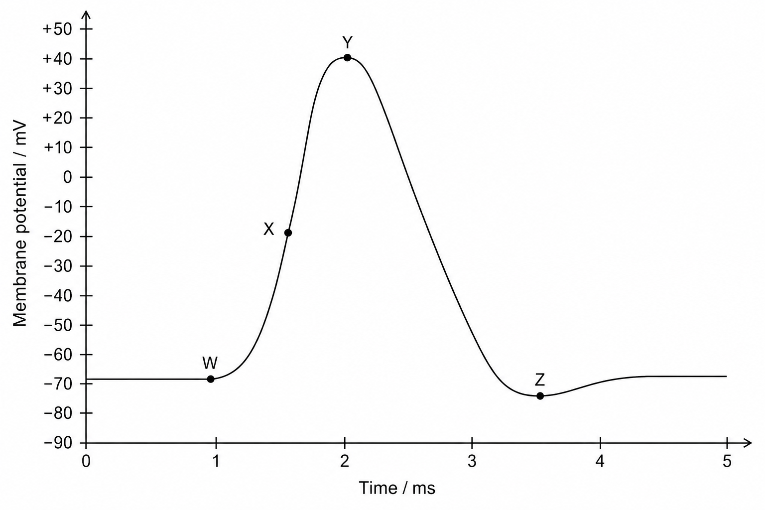 Action potential curve with labeled points W, X, Y, and Z