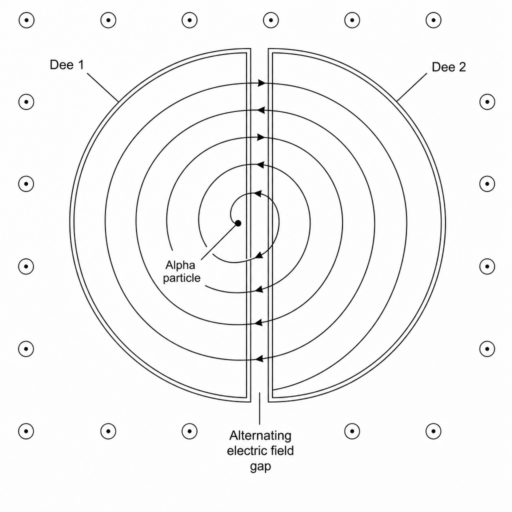 Diagram of a cyclotron showing two hollow semi-circular D-shaped electrodes. An alpha particle starts at the center and follows a spiral path of increasing radius as it crosses the gap multiple times. Arrows indicate the path circles clockwise. Circular magnetic field lines are directed upwards out of the page.