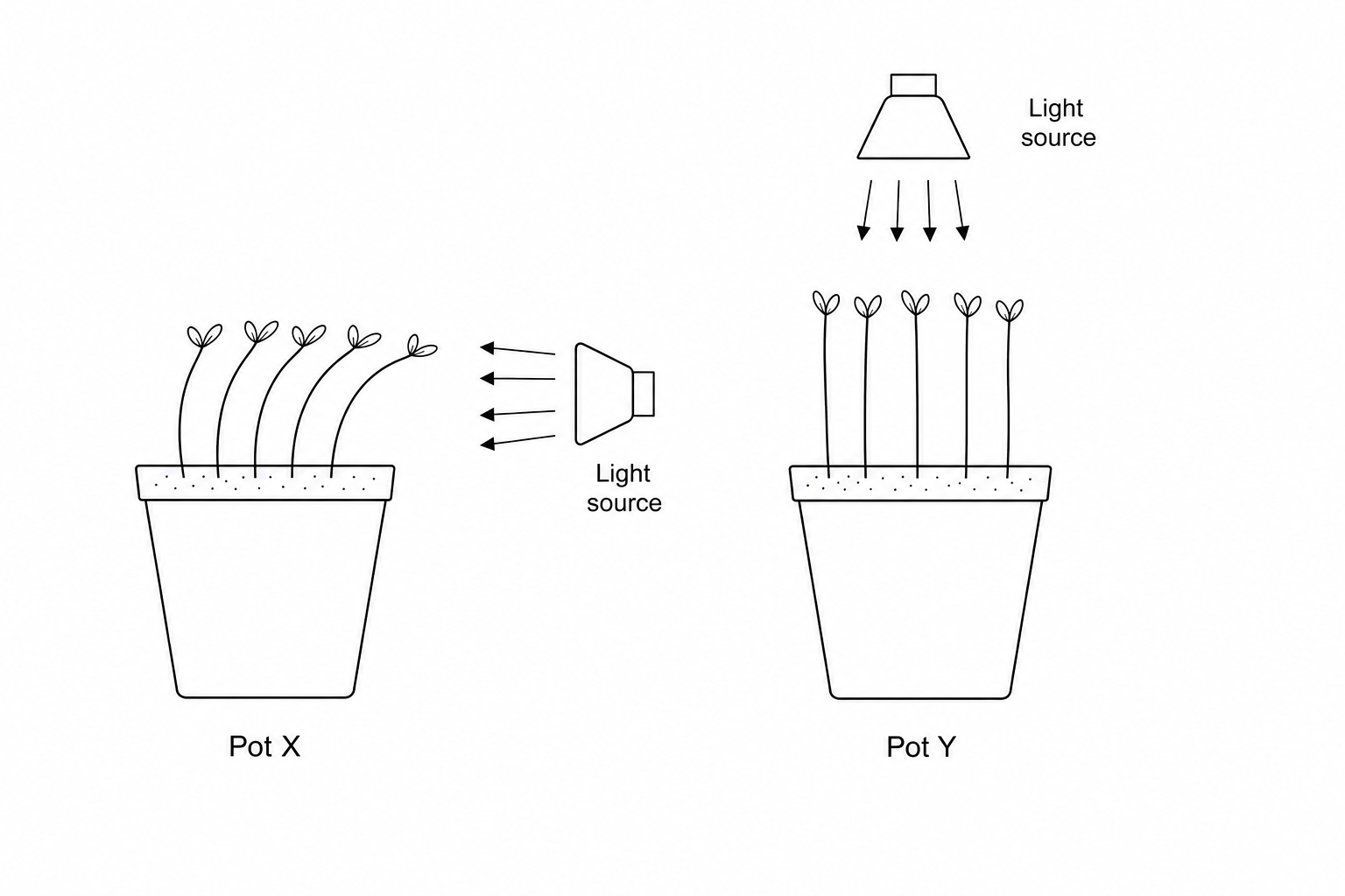 Figure 1: Two pots of mustard seedlings. Pot X is exposed to a light source positioned to its right, and the shoots of the seedlings are bent and growing towards this light. Pot Y is exposed to a light source positioned directly above it, and the shoots are growing straight upwards.