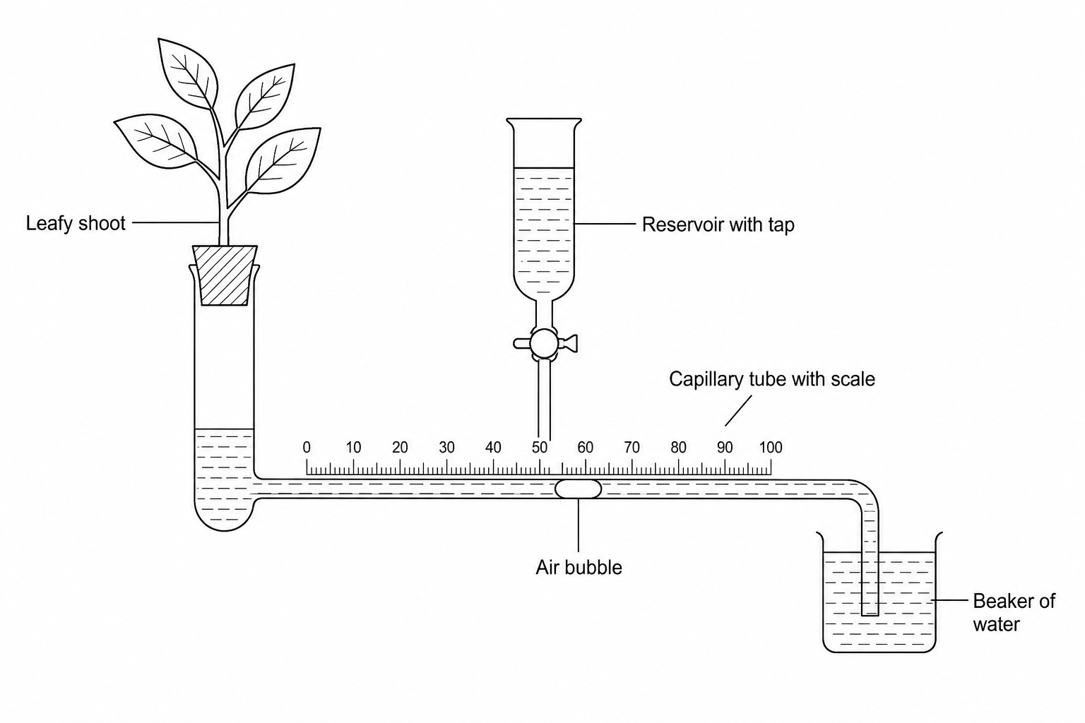 Potometer setup