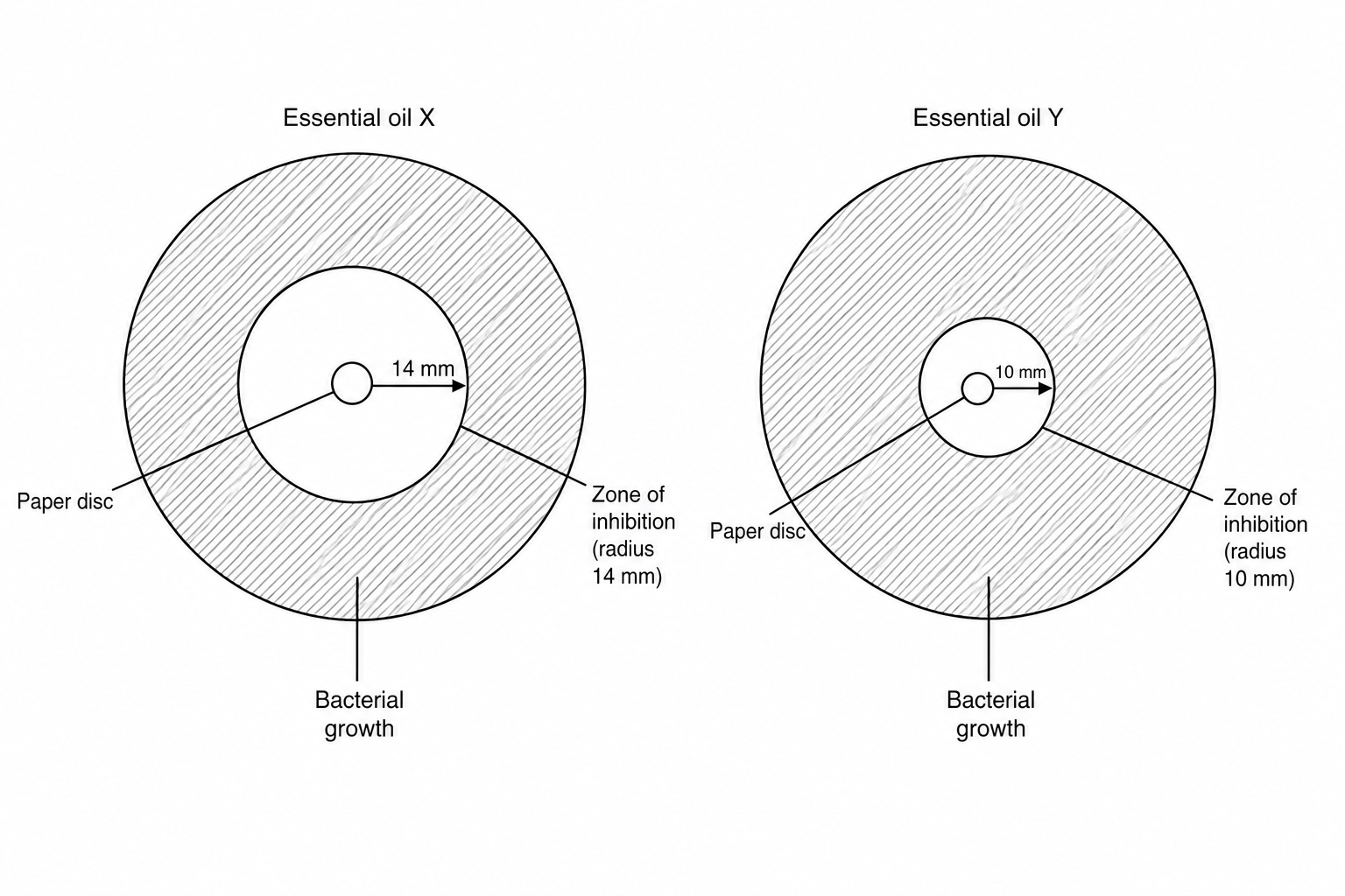 Two circular agar plates showing zones of inhibition around central filter paper discs. The plate on the left, labeled 'Essential oil X', shows a circular zone of inhibition cleared of bacterial growth with a radius of 14 mm. The plate on the right, labeled 'Essential oil Y', shows a smaller circular zone of inhibition with a radius of 10 mm.
