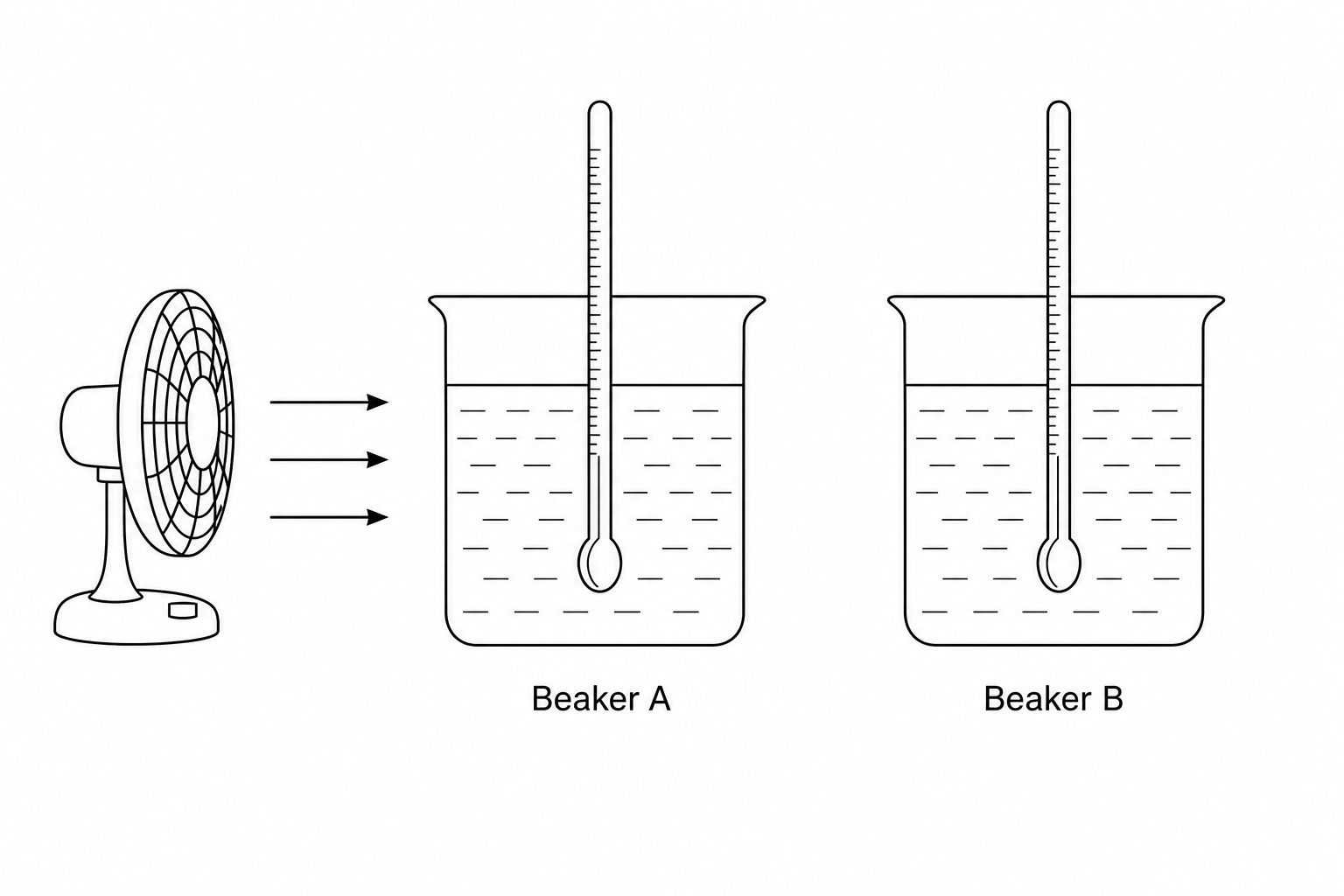 Two identical glass beakers, each containing a thermometer and filled with hot water. Beaker A is placed directly in front of a running desk fan, which blows air across it. Beaker B is placed in still air away from the fan. All other apparatus are identical.