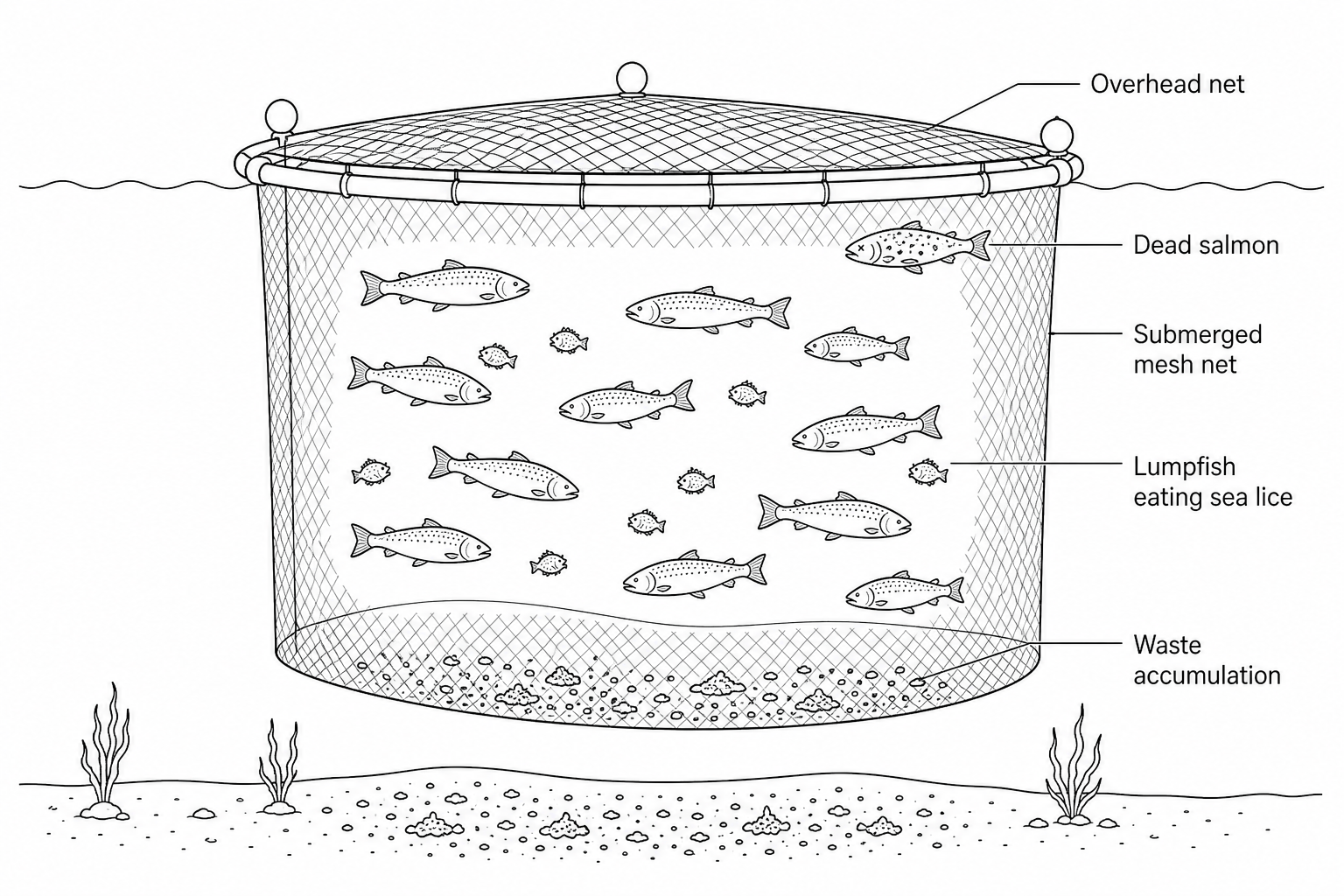 A diagram of a marine salmon farm. A floating net cage containing farmed Atlantic salmon is suspended in the sea. An overhead net covers the top of the cage to keep away predatory gulls. A submerged vertical mesh net forms the walls and floor of the cage, keeping out harbor seals and wild sea trout. Inside the cage, lumpfish are seen eating sea lice (parasitic copepods) off the salmon. On the seabed below, wastes such as uneaten food pellets and salmon faeces accumulate. A dead salmon infected with a bacterial disease is floating near the top corner of the cage.