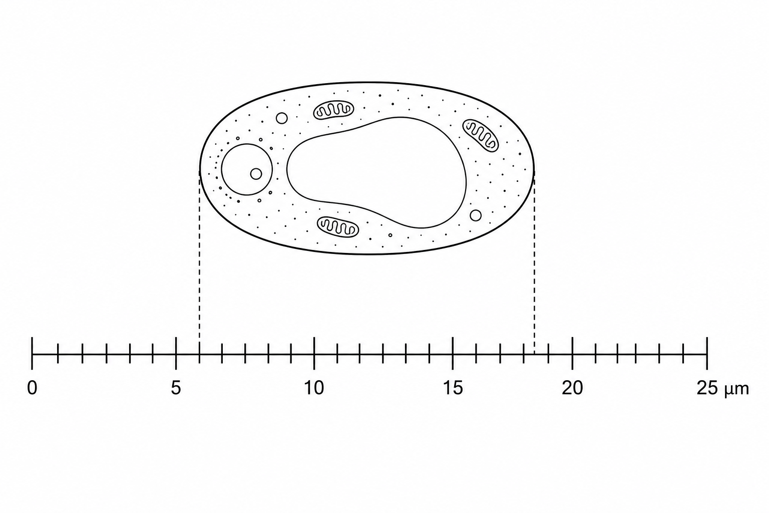 A diagram showing a yeast cell aligned parallel to a horizontal scale bar ranging from 0 to 25 micrometres (µm).