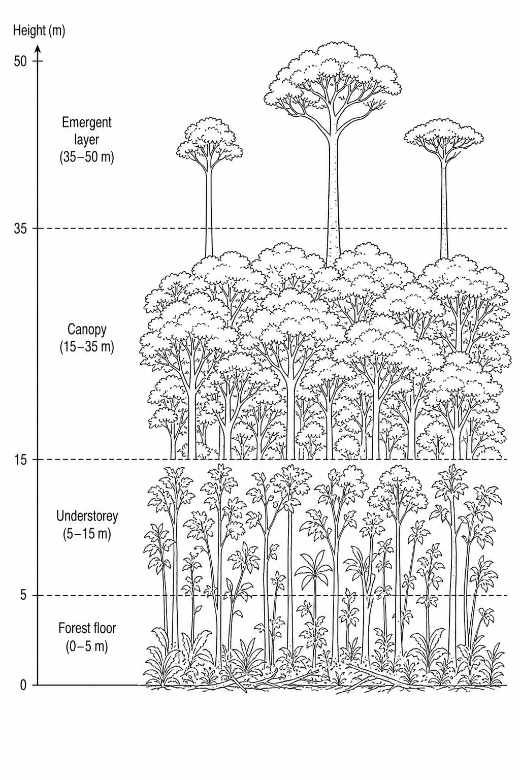 Rainforest Stratification