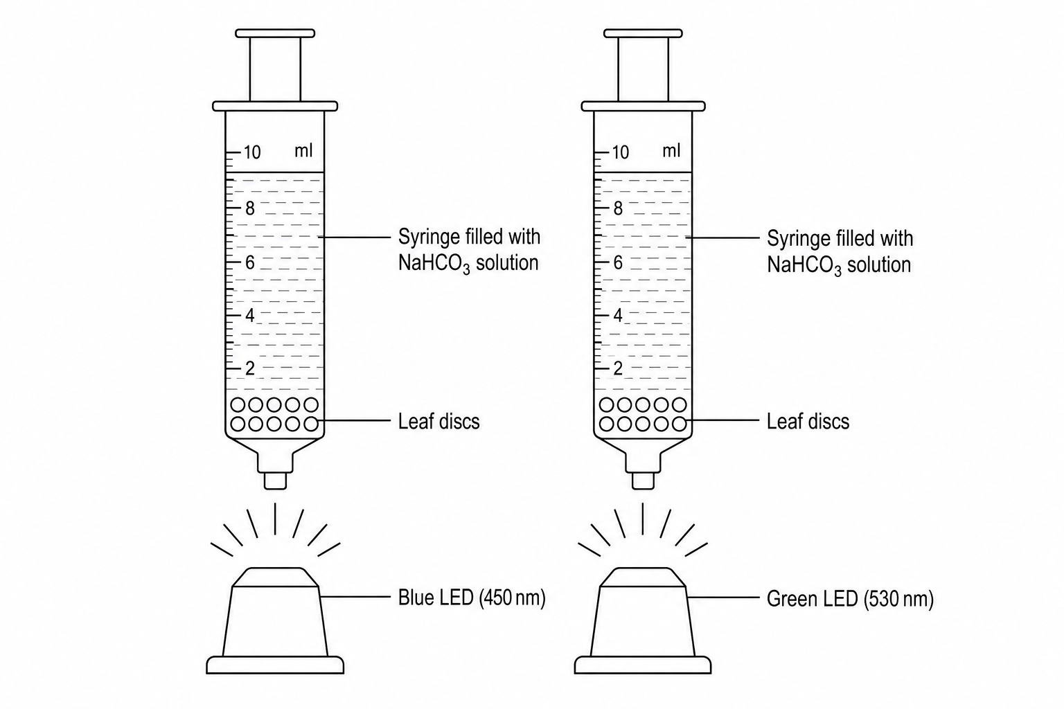 An experiment setup with two syringes containing sodium hydrogen carbonate solution and leaf discs, illuminated from below by a blue LED and a green LED respectively.