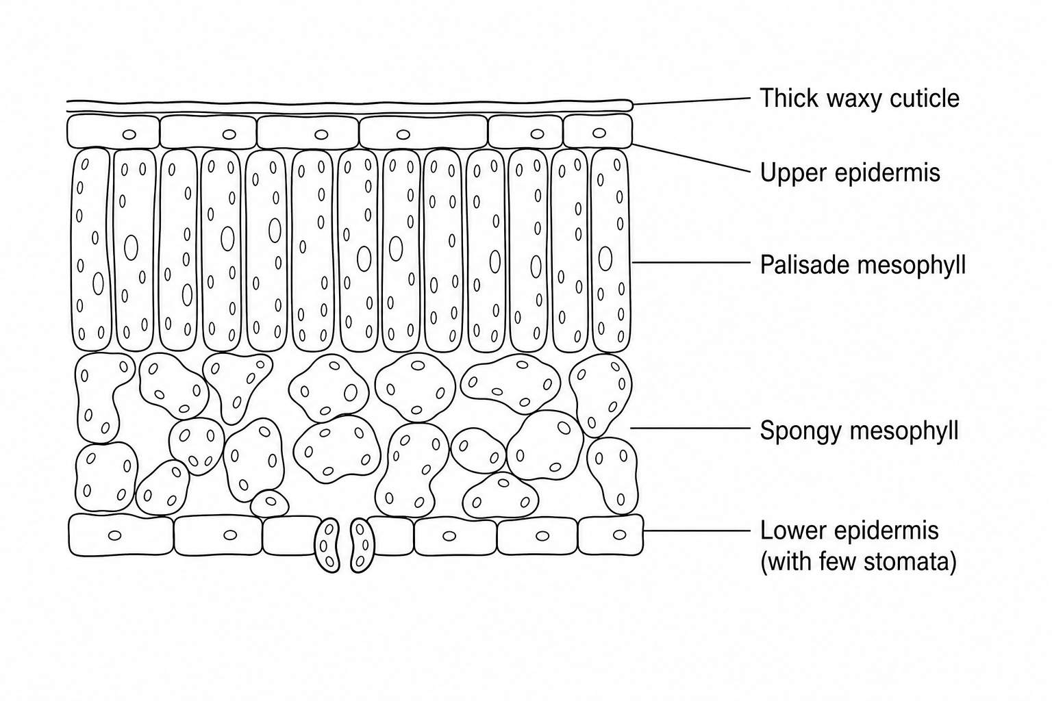 A diagram showing the cross-section of a holly leaf. The outermost top layer is labeled as a thick, continuous waxy cuticle. Below this is the upper epidermis, followed by a dense layer of palisade mesophyll cells, then spongy mesophyll, and finally the lower epidermis with fewer stomata than average deciduous leaves.