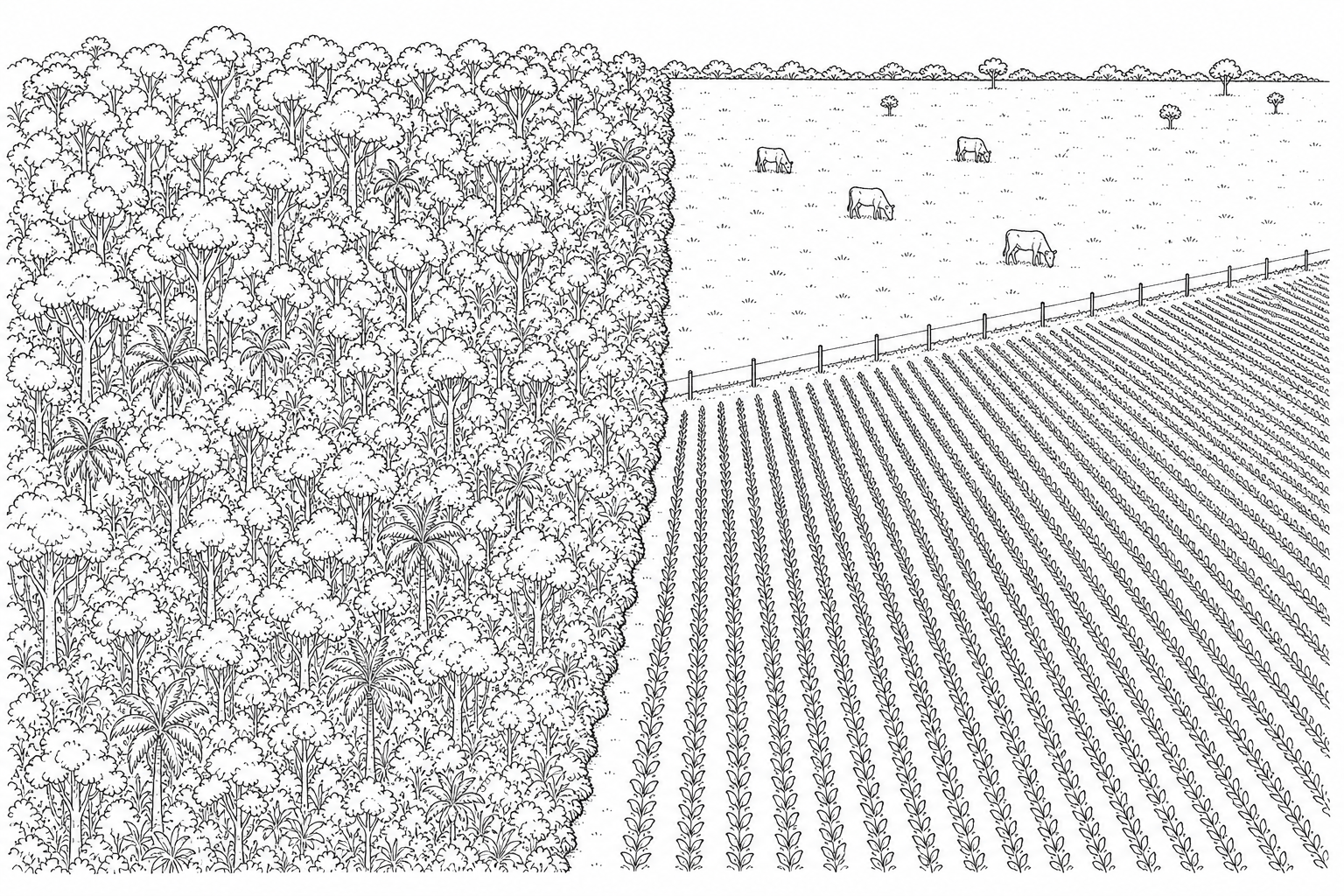Agricultural expansion at the edge of the Amazon rainforest showing dense canopy on one side and cattle pastures and soy rows on the cleared side.