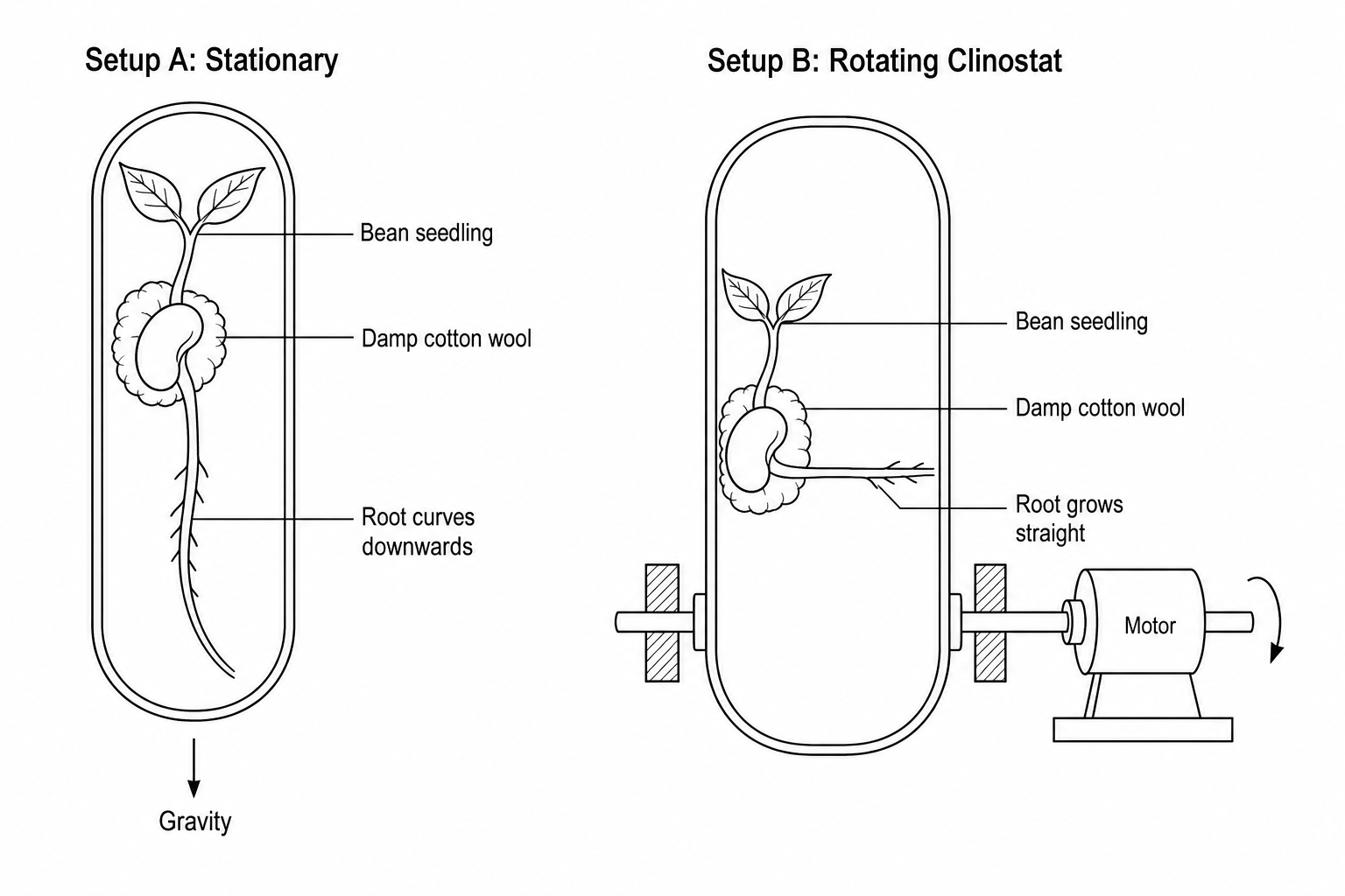 Experimental setup for demonstrating gravitropism