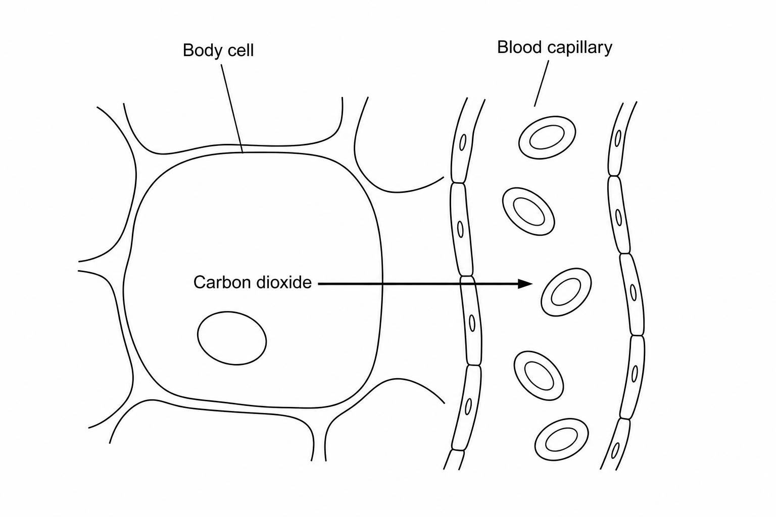 Diagram showing direction of carbon dioxide transfer from body cells into the blood capillary.
