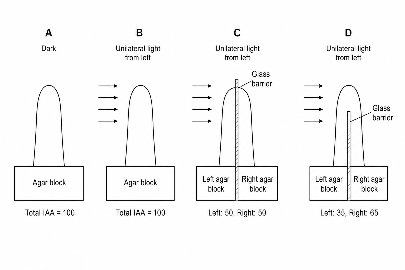 Auxin lateral transport experiment