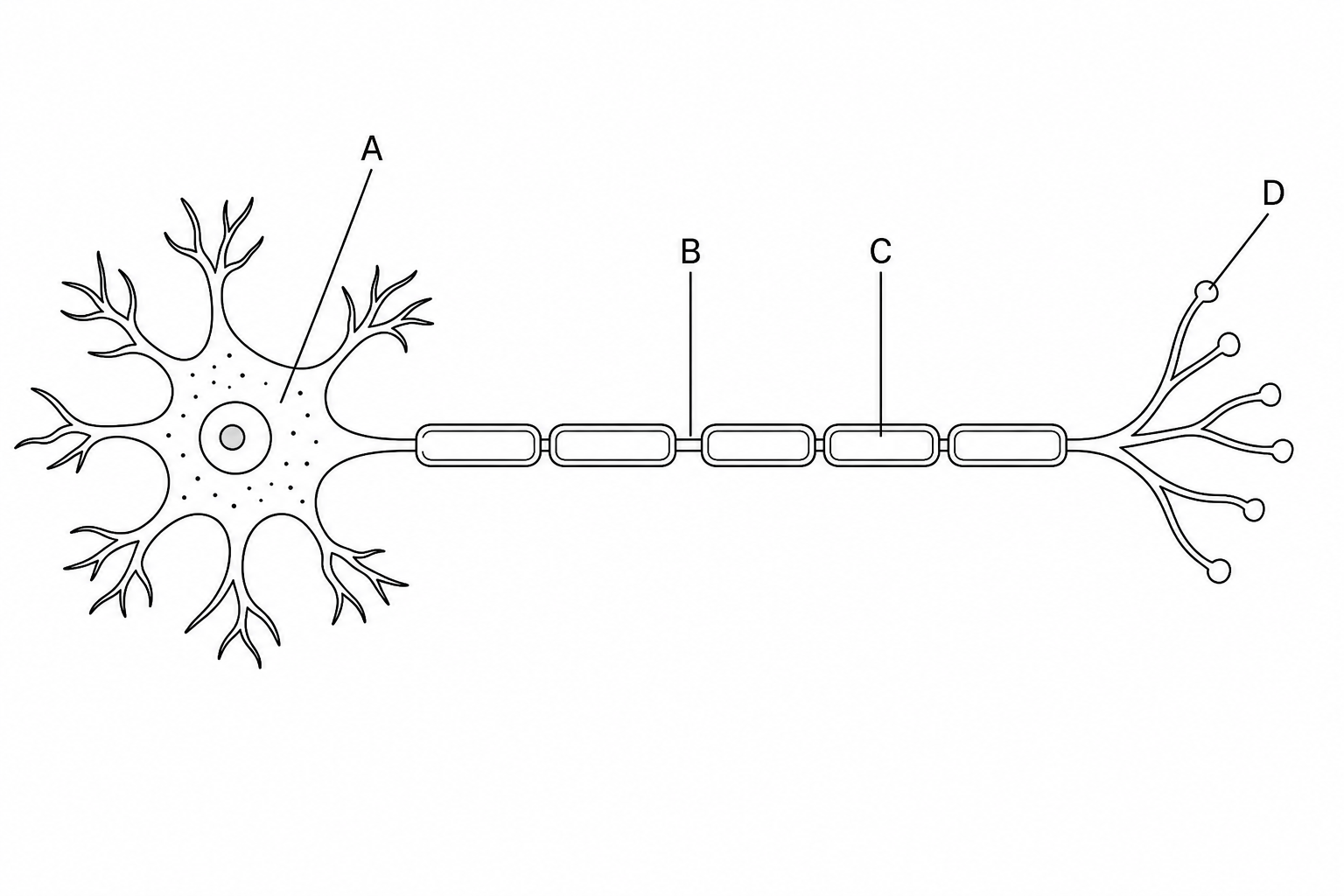 Figure 1: Diagram of a motor neurone with labels A, B, C, and D